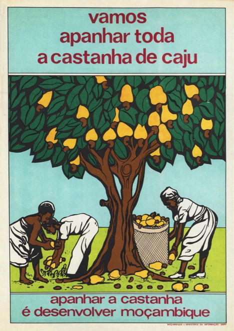 Let Us Harvest All the Cashew Nuts, To Harvest the Nuts is to Develop Mozambique